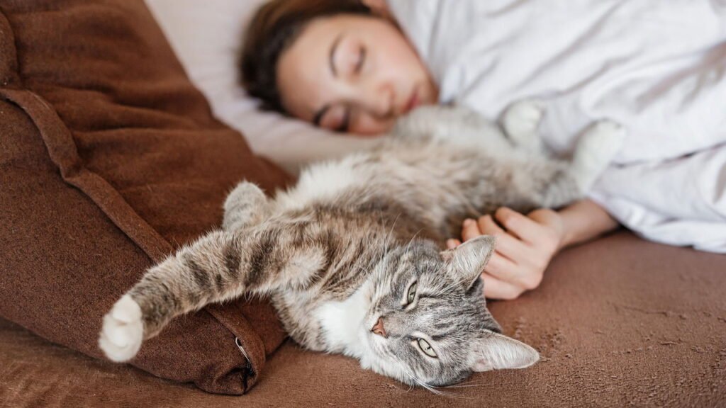 O que significa para o seu gato dormir em você, segundo veterinários
