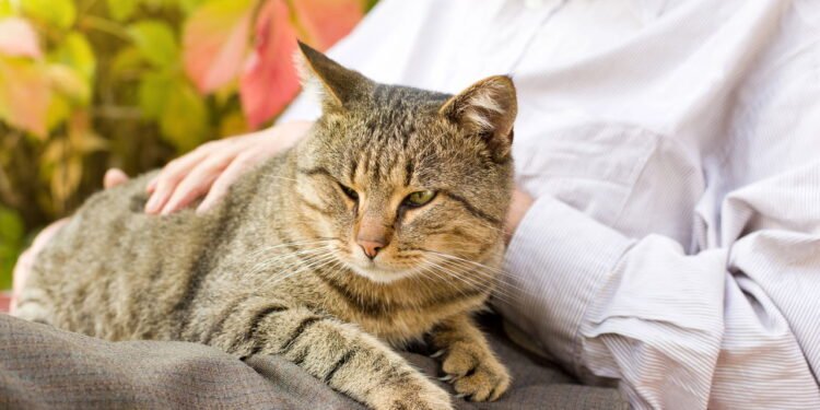 Andrea, veterinária: “É possível prolongar a vida do seu gato até 30 anos.”
