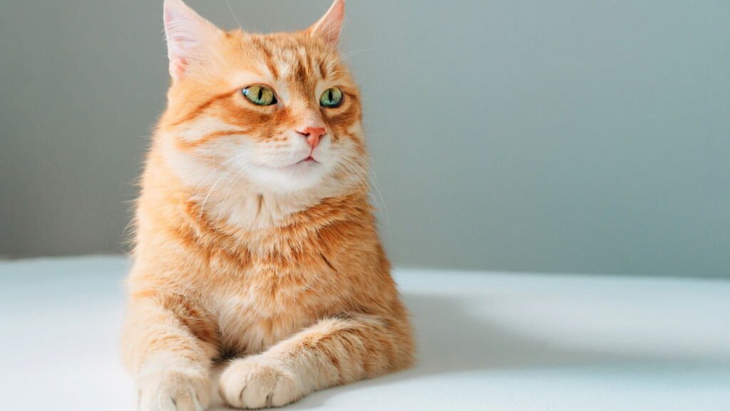 Andrea, veterinária: “É possível prolongar a vida do seu gato até 30 anos.”