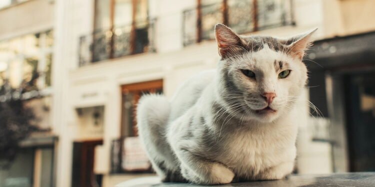 Para onde os gatos vão quando saem de casa? Um estudo responde à pergunta.