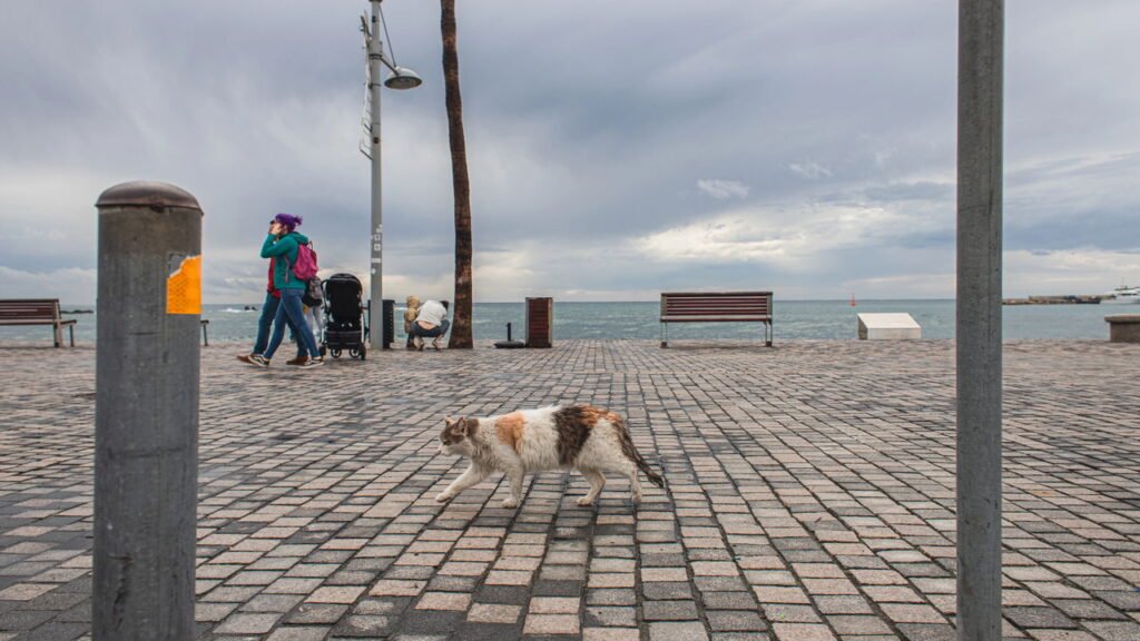 Para onde os gatos vão quando saem de casa? Um estudo responde à pergunta.