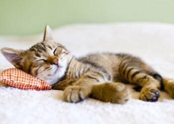 Aprenda a falar com o seu gato de acordo com a ciência