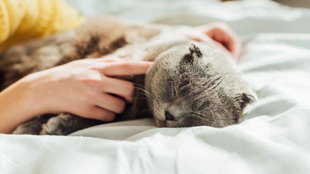 Aprenda a falar com o seu gato de acordo com a ciência