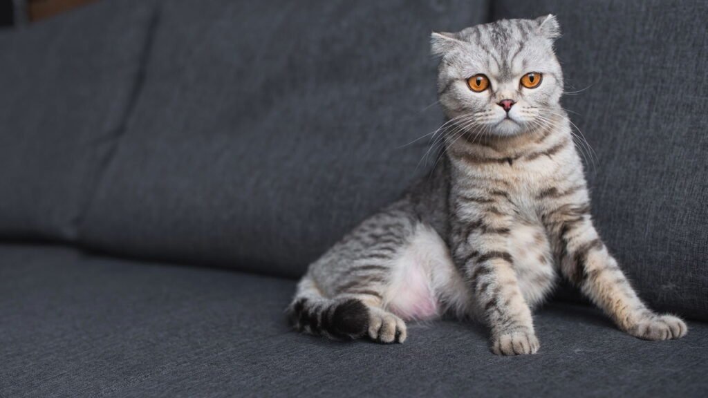 Como remover o cheiro de urina de gato da sua casa e evitar que ele contamine o ambiente