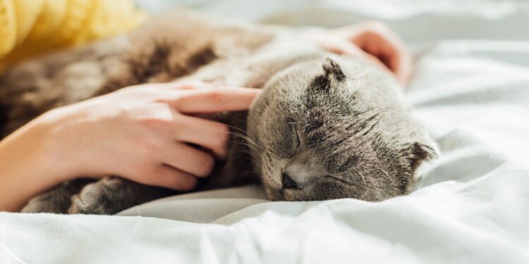 O que significa falar com animais de estimação como se fossem humanos segundo a psicologia