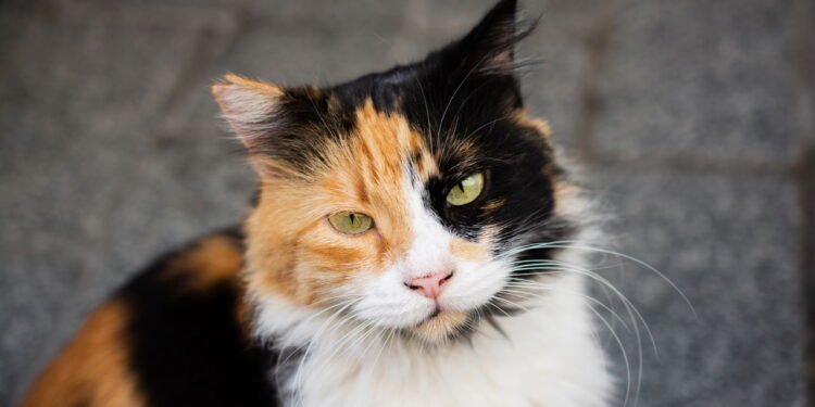 10 gestos que mostram quando seu gato está dizendo eu te amo