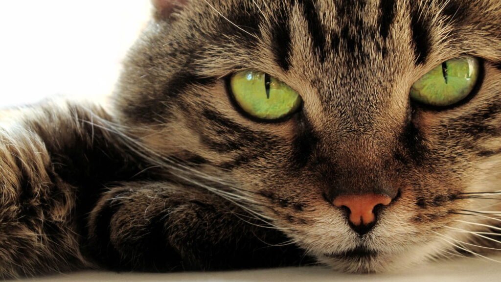 Os nomes de gatos mais populares em 2025 estão cheios de clássicos e algumas surpresas