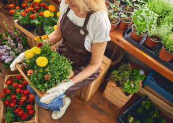 As flores certas para plantar em outubro e ter cores incríveis no verão