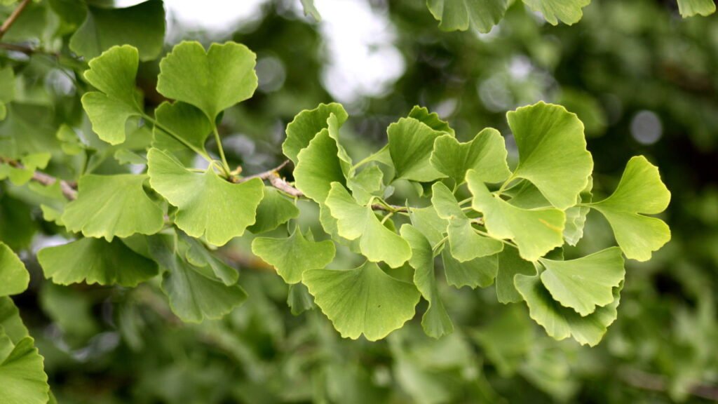 O chá natural que melhora a memória e pode ser plantado em casa