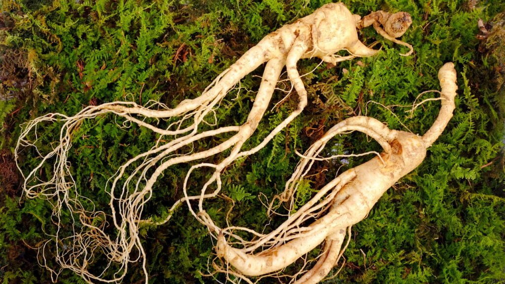 A erva natural que melhora memória e concentração rapidamente