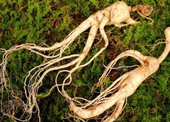 A erva natural que melhora memória e concentração rapidamente