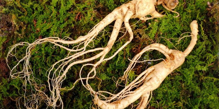 Ervas como o ginseng, reconhecido por suas propriedades anti-inflamatórias - Ervas como o ginseng, reconhecido por suas propriedades anti-inflamatórias