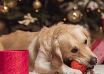 Não é por acaso: por que os golden retrievers são considerados os cães mais empáticos