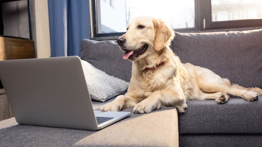 Não é por acaso: por que os golden retrievers são considerados os cães mais empáticos