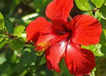 A erva que auxilia no controle da pressão sem medicamentos