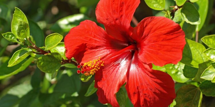 A erva que auxilia no controle da pressão sem medicamentos