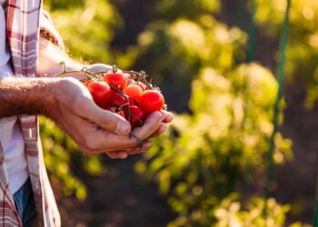 As 5 melhores plantas para cultivar em outubro no seu jardim