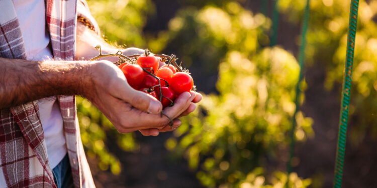 As 5 melhores plantas para cultivar em outubro no seu jardim