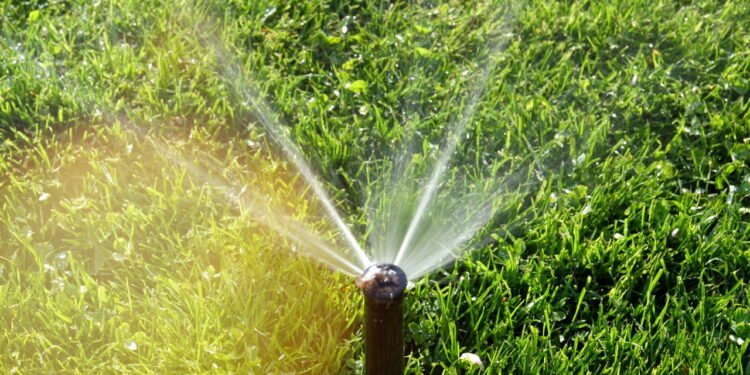 O truque de irrigação que garante plantas mais fortes e saudáveis