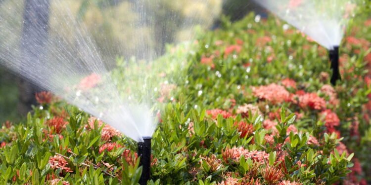 O truque de irrigação que garante plantas mais fortes e saudáveis