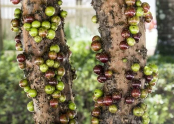 A casca da jabuticaba tem um poder surpreendente no seu coração
