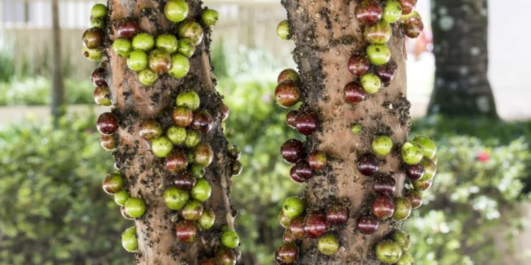 A pequena fruta do quintal que fortalece o coração e reduz o estresse oxidativo - Créditos: Créditos: depositphotos.com / casadaphoto