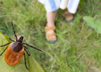 Carrapatos vs pulgas: como saber o que está escondido na sua grama e proteger seu pet