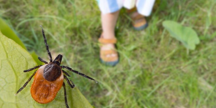 Carrapatos vs pulgas: como saber o que está escondido na sua grama e proteger seu pet