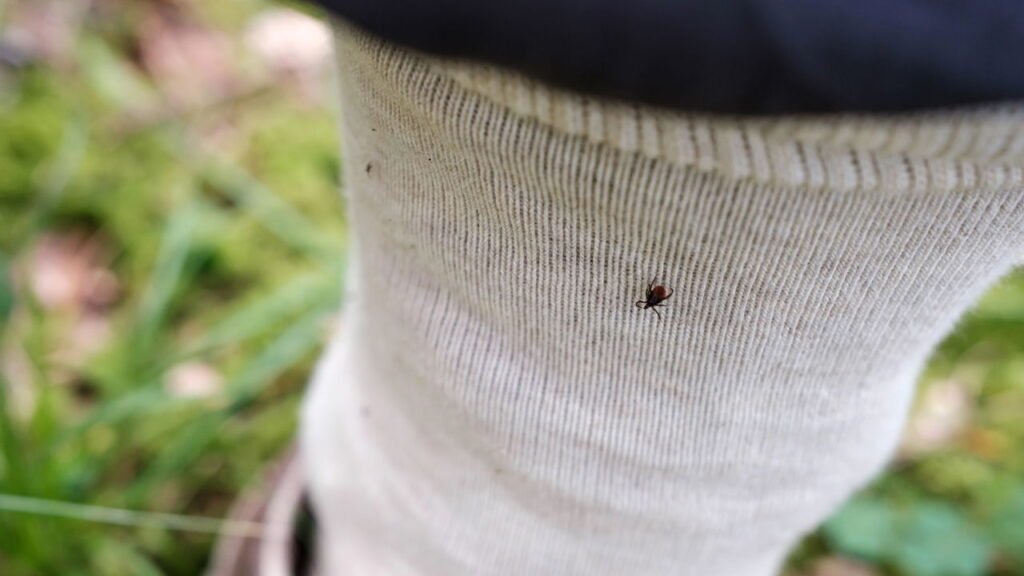 Carrapatos vs pulgas: como saber o que está escondido na sua grama e proteger seu pet