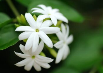 Nem cacto nem bambu: as 5 plantas que atraem energia positiva, segundo o Feng Shui