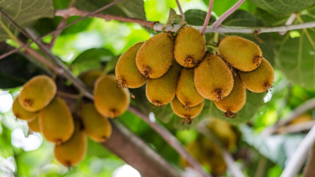Como se chamam os pelinhos do kiwi e qual é a função deles?