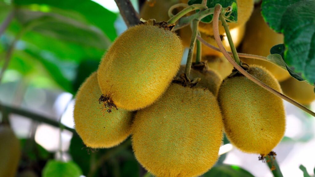 Como se chamam os pelinhos do kiwi e qual é a função deles?

