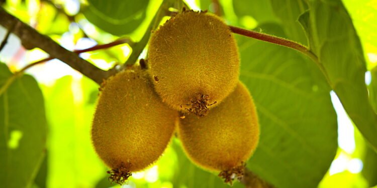 Saiam da frente, maçãs. Esta fruta por dia pode ser a melhor para a saúde em geral.