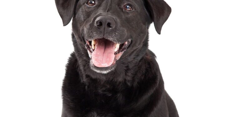 As 5 raças de cachorros mais fáceis de adestrar - ideais para idosos e crianças