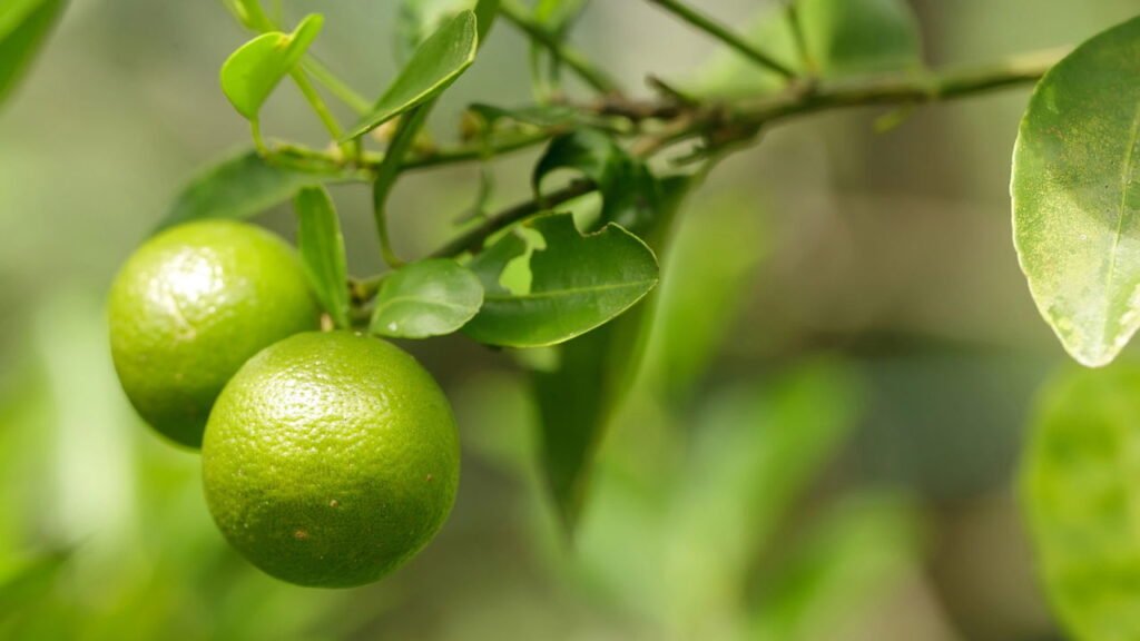 Não é o tamanho que importa: como identificar uma laranja doce e suculenta para saborear na primavera