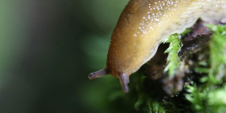 O que significa aparecer lesmas em casa sempre?