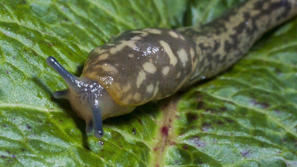 O que significa aparecer lesmas em casa sempre?