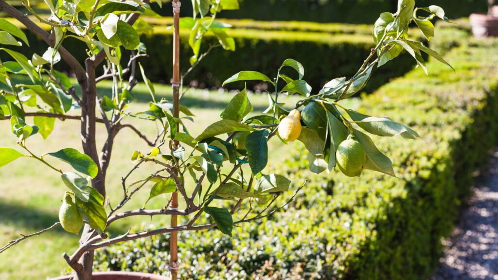 Em que época do ano é recomendado podar o limoeiro para que ele dê mais frutos?
