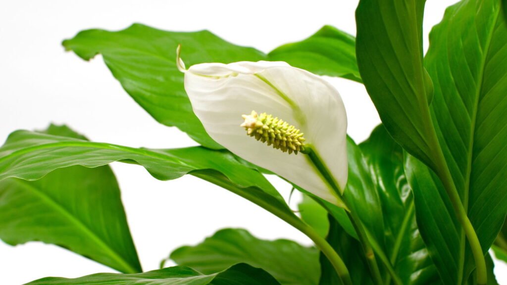 A planta natural que traz boas energias e purifica o ar, segundo a NASA