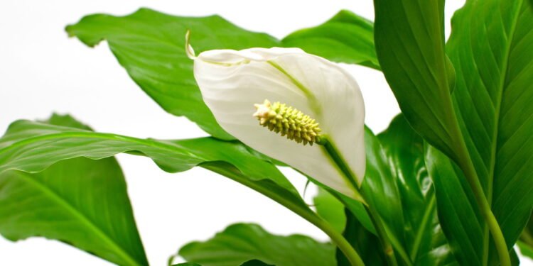 A planta natural que traz boas energias e purifica o ar, segundo a NASA