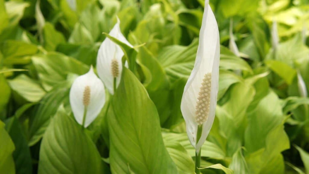 A planta natural que traz boas energias e purifica o ar, segundo a NASA