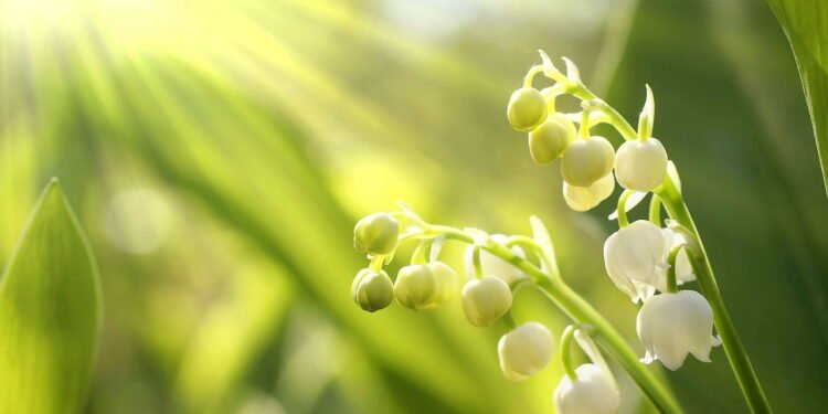 Lirio do vale // Créditos: depositphotos.com / nature78