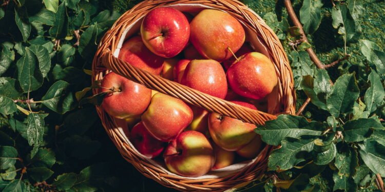 O subestimado benefício para a saúde de comer uma maçã por dia