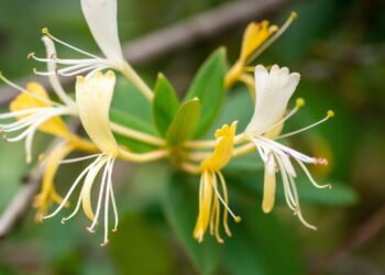 As melhores trepadeiras para colorir e refrescar seu jardim em setembro