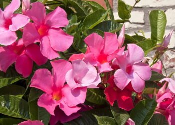 O truque do jardim perfeito em casa que dura o ano todo com essa planta