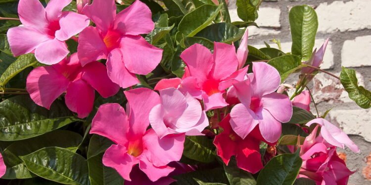 O truque do jardim perfeito em casa que dura o ano todo com essa planta