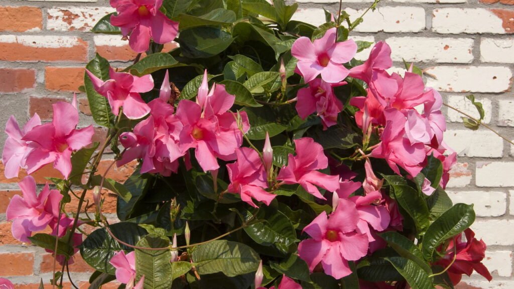 O truque do jardim perfeito em casa que dura o ano todo com essa planta