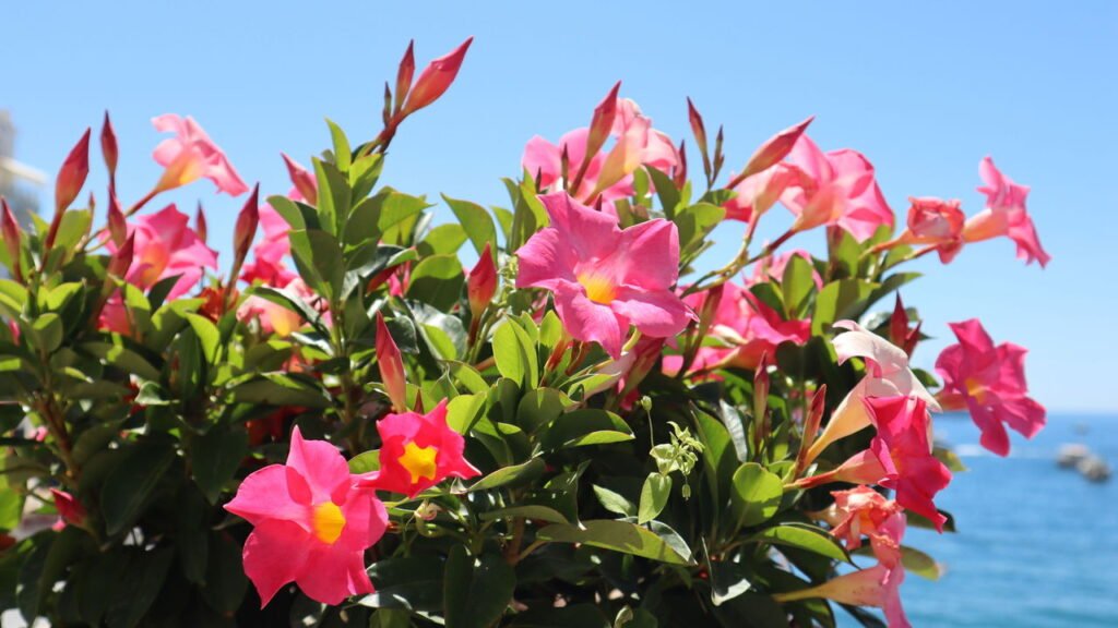 O truque do jardim perfeito em casa que dura o ano todo com essa planta