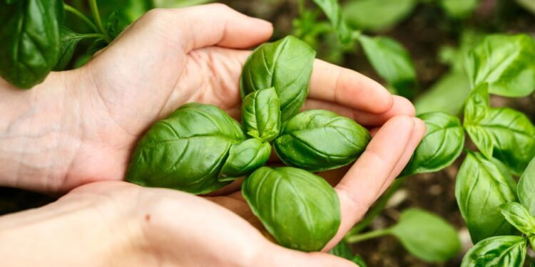 Essas plantas de cheiro forte afastam cobras do seu quintal naturalmente