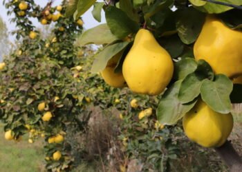 O fruto esquecido que pode transformar sua saúde digestiva